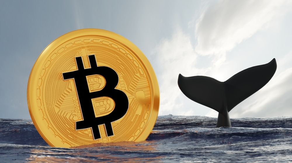 Comprehensive Guide to Understanding Bitcoin Whales and Their Identification